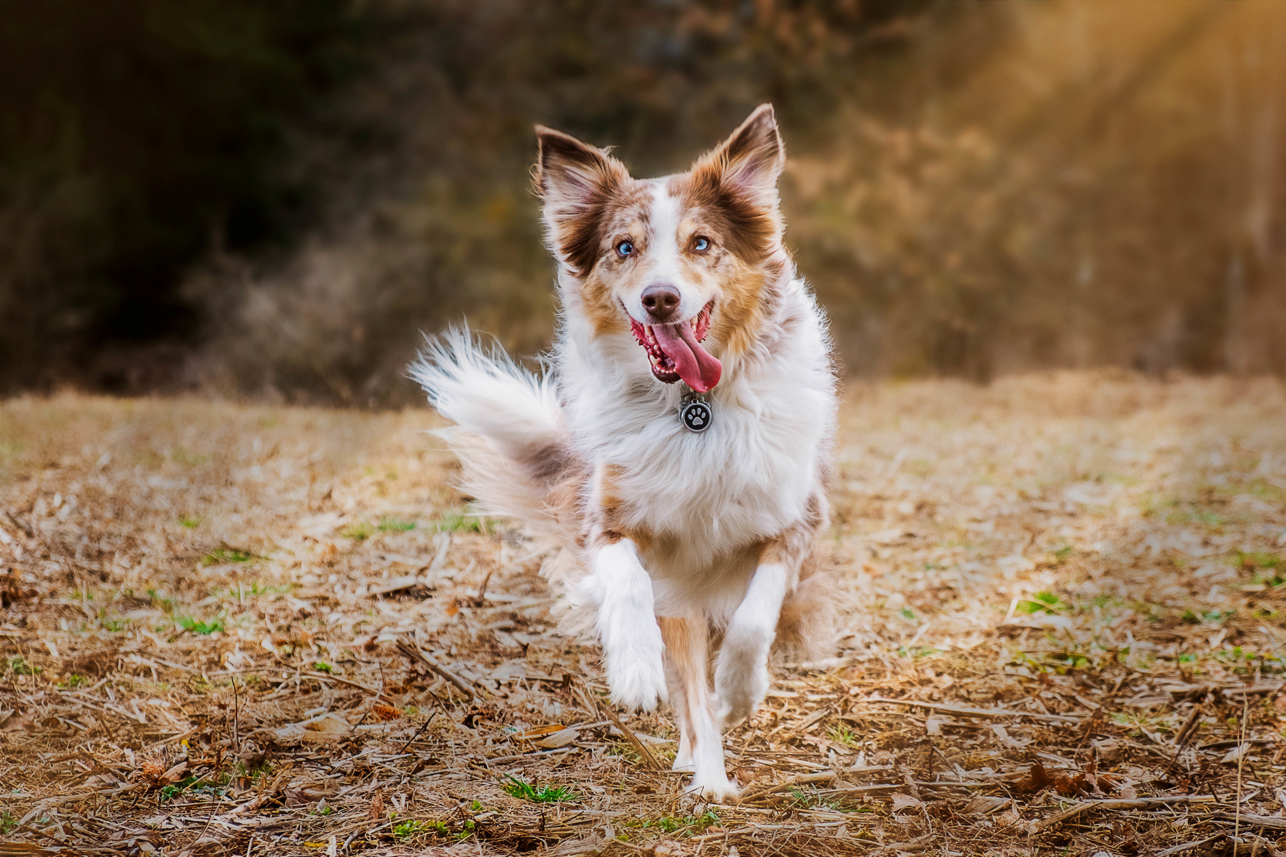 Hunde Fotoshooting mit Chilli in Gilching ♥ Liselle Fotografie